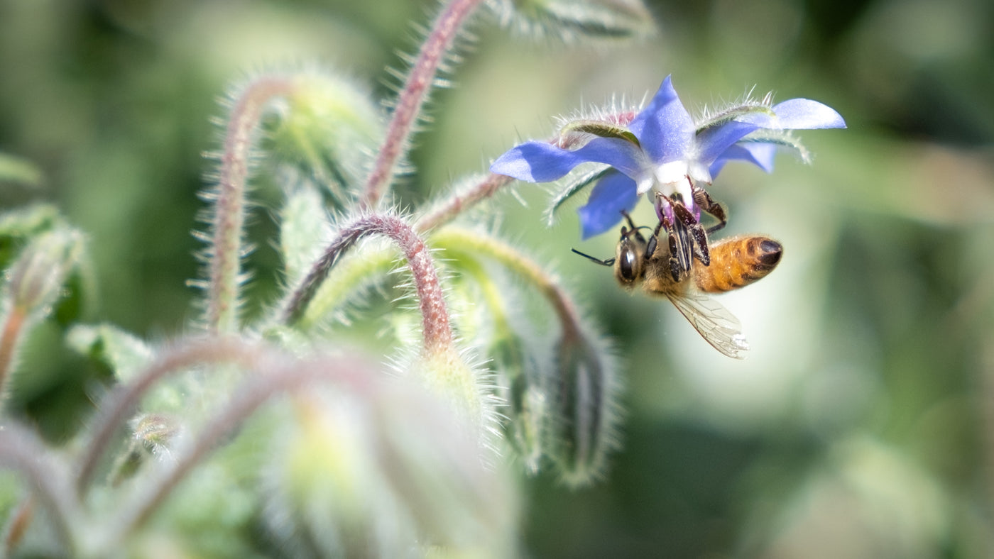Sara's Six Tips for Pollinator Gardening