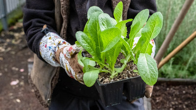 Transitioning the Kitchen Garden for Fall