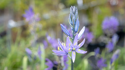 Creating a Rain Garden