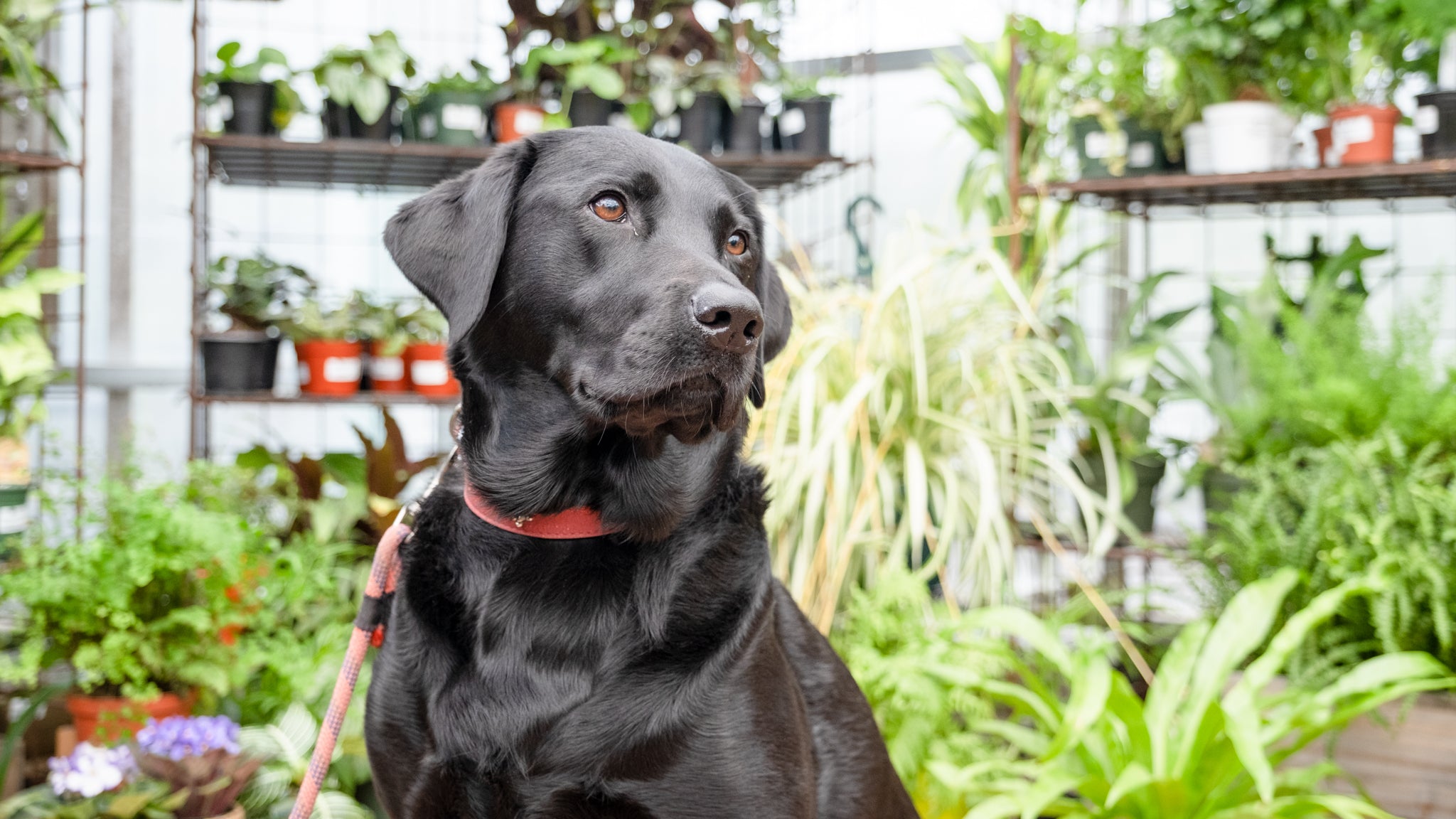 Houseplants 101: Plants And Pets – Cornell Farm