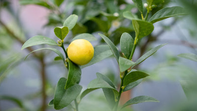 Growing Citrus