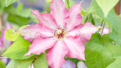 All About Clematis