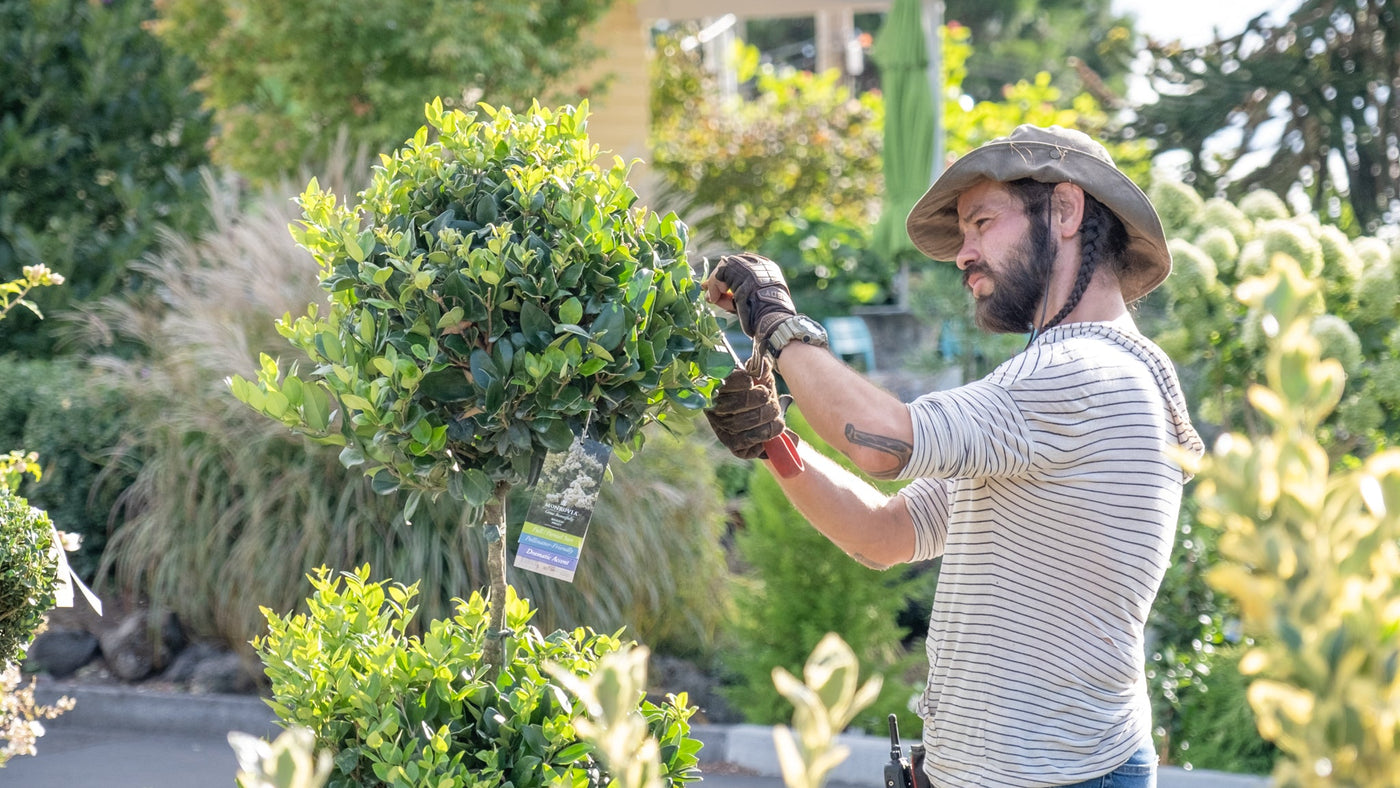 Interview the Gardener: Daniel Naranjo