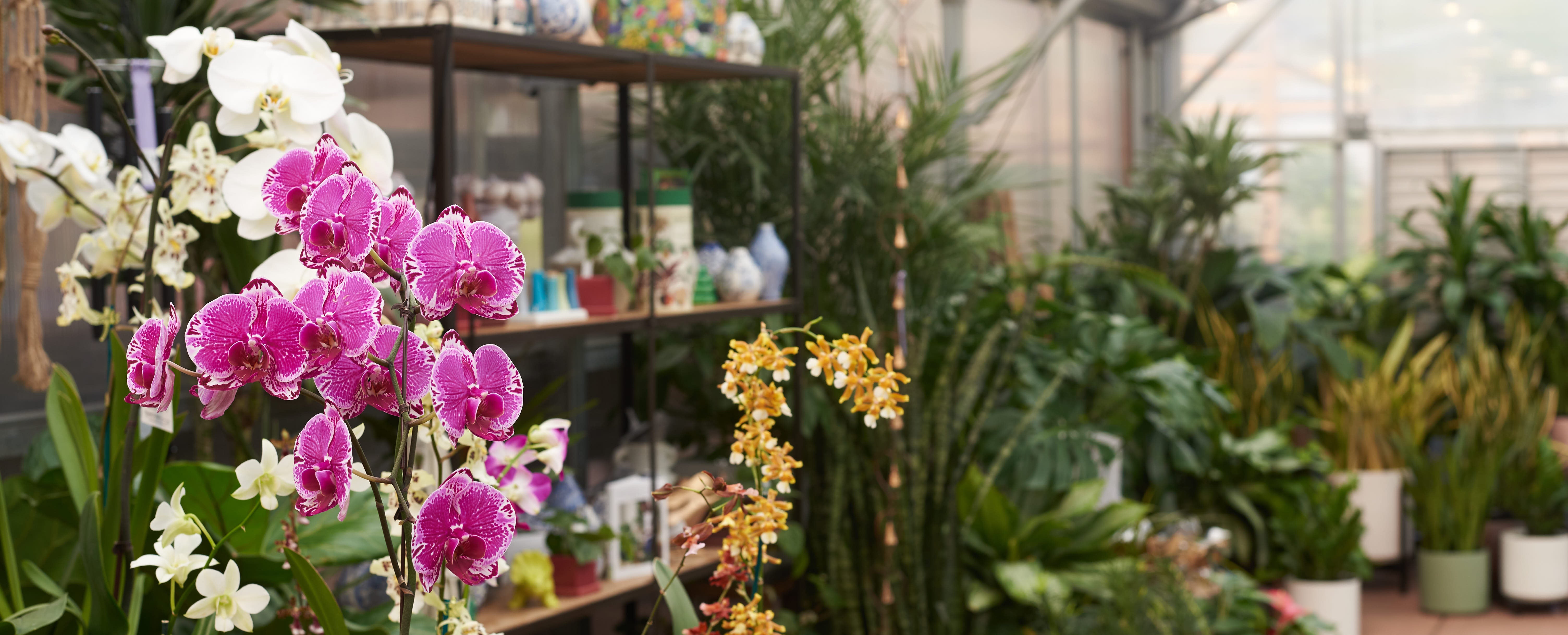 In Favor Of Houseplants – Cornell Farm