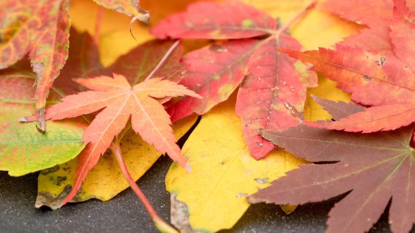 Our Favorite Trees for Fall Color