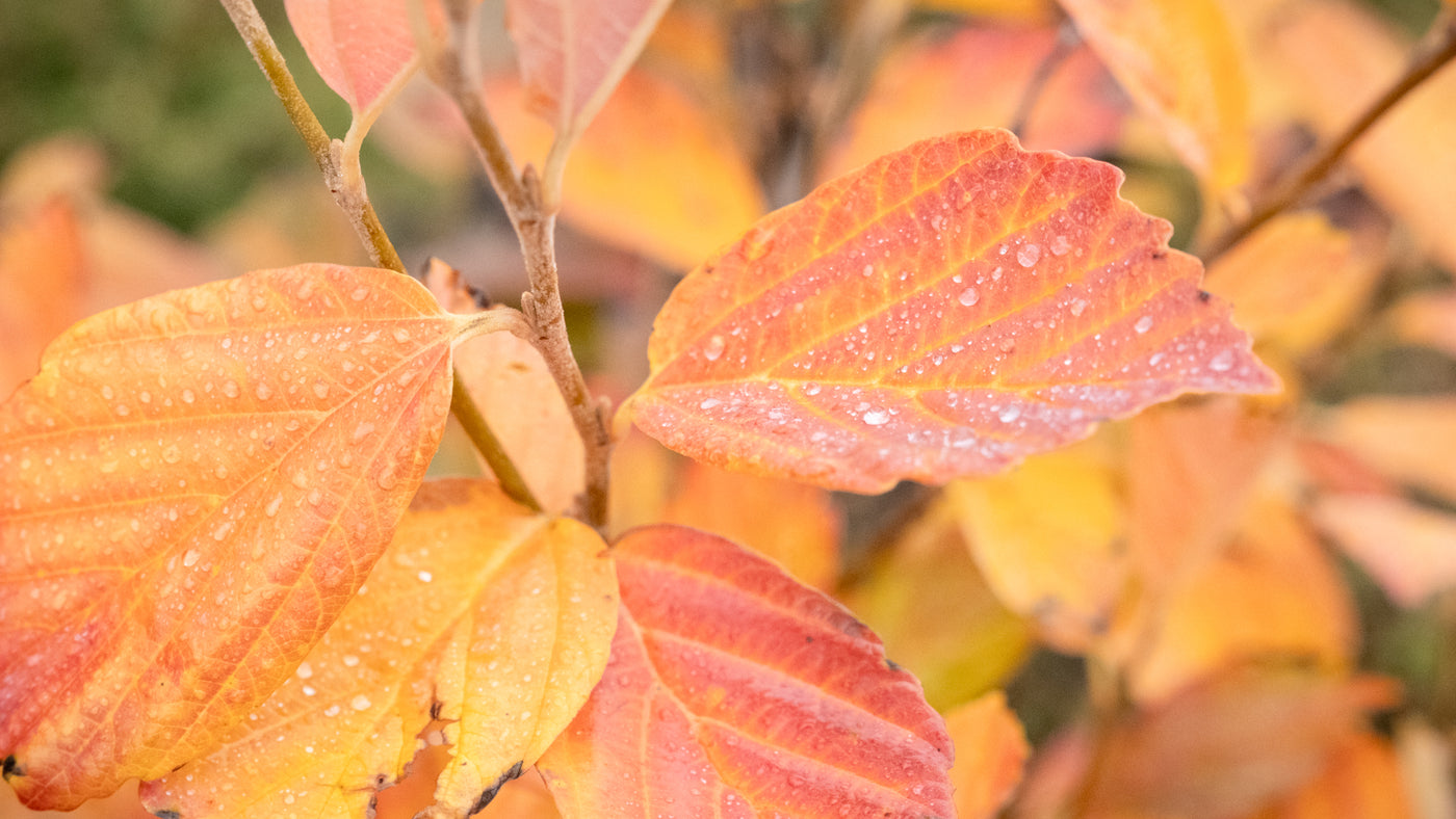 Our Favorite Shrubs for Fall Color