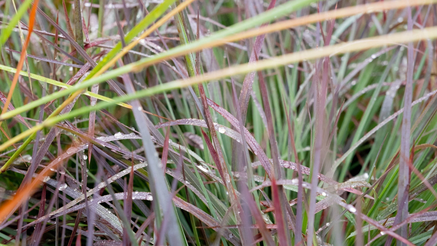 Josie's Guide to Grasses & More