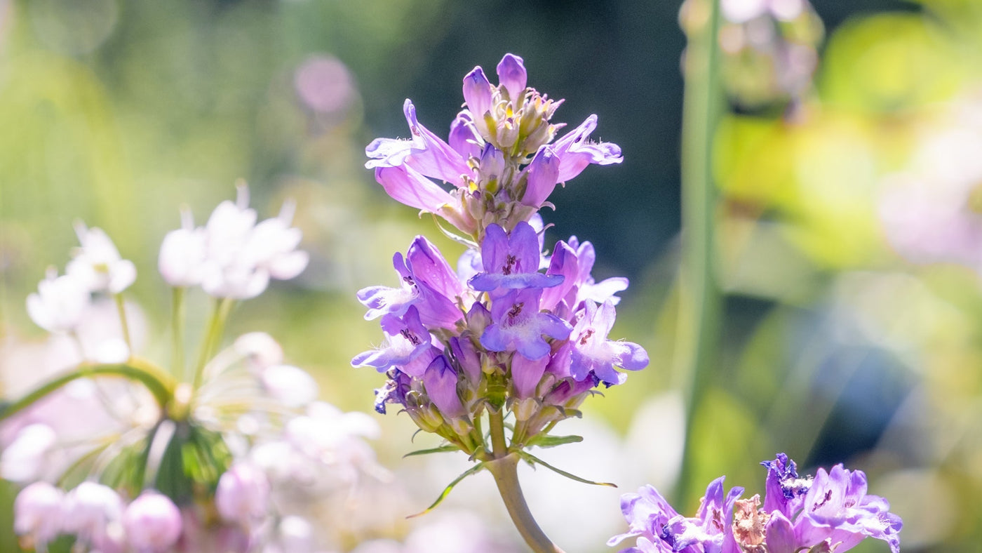 Penstemon rydbergii - PNW Native Perennial
