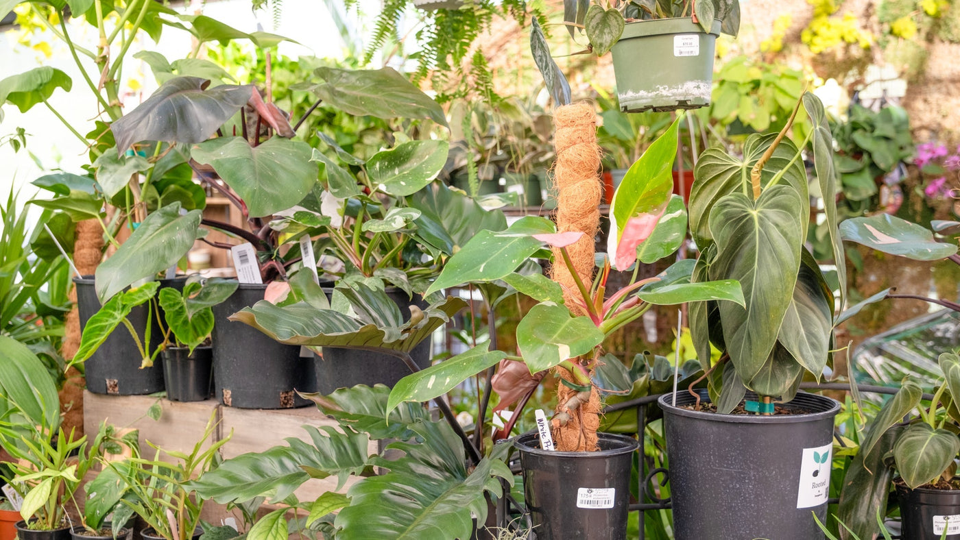Trendy Houseplants Worth the Hype