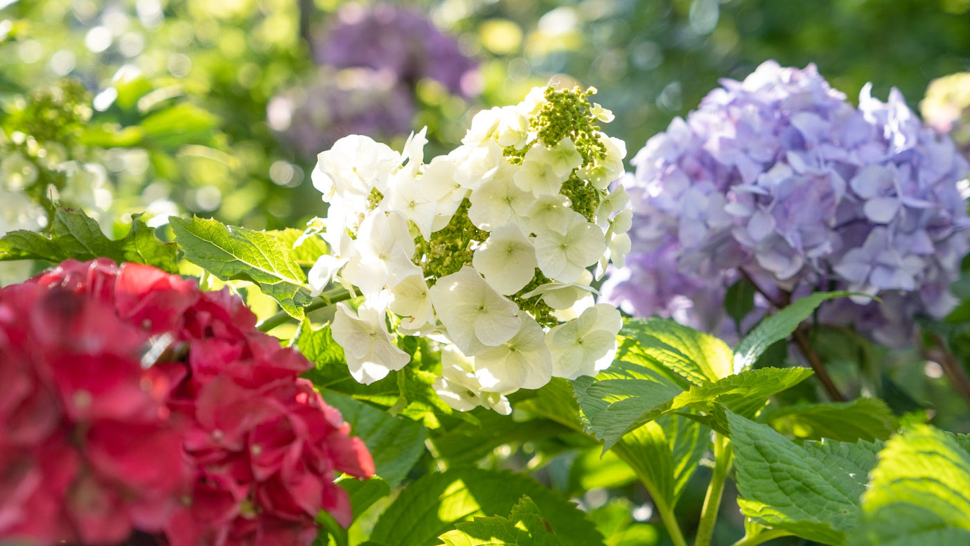 All About Hydrangeas