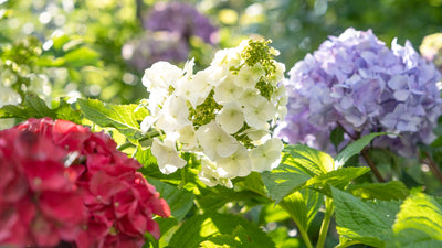 All About Hydrangeas