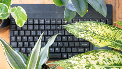 Optimum Office Plants