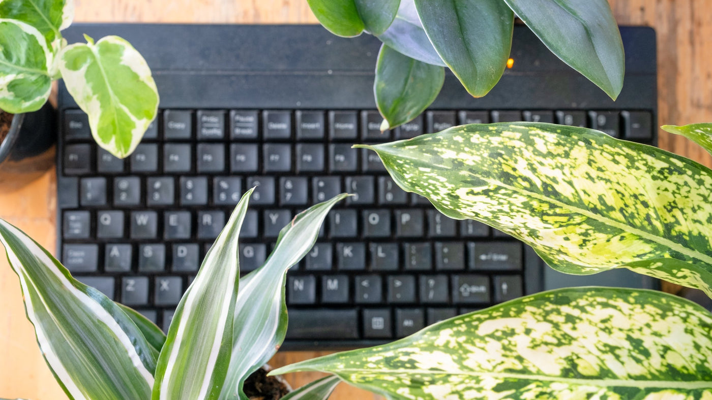 Optimum Office Plants