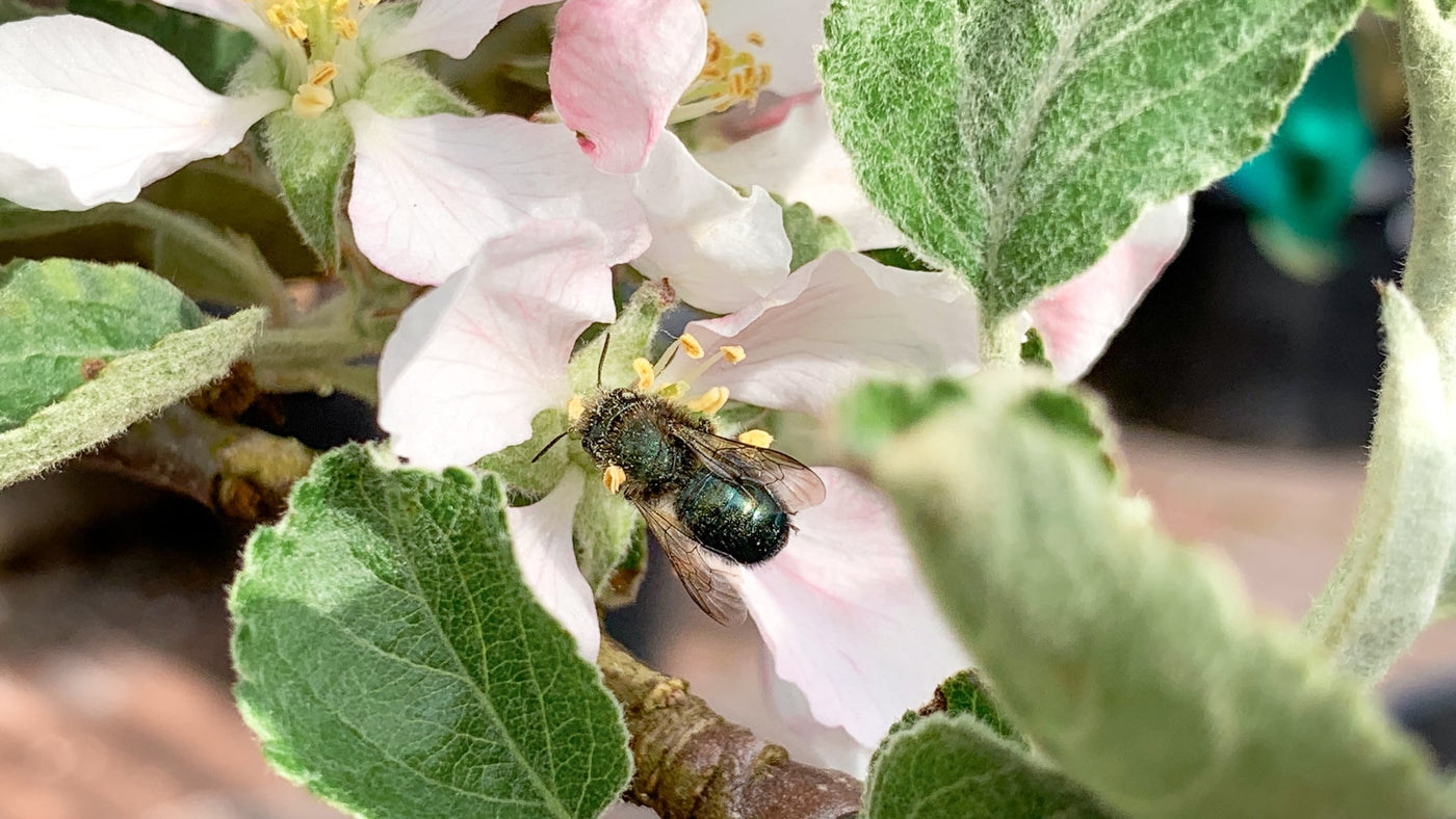 Keeping Mason Bees
