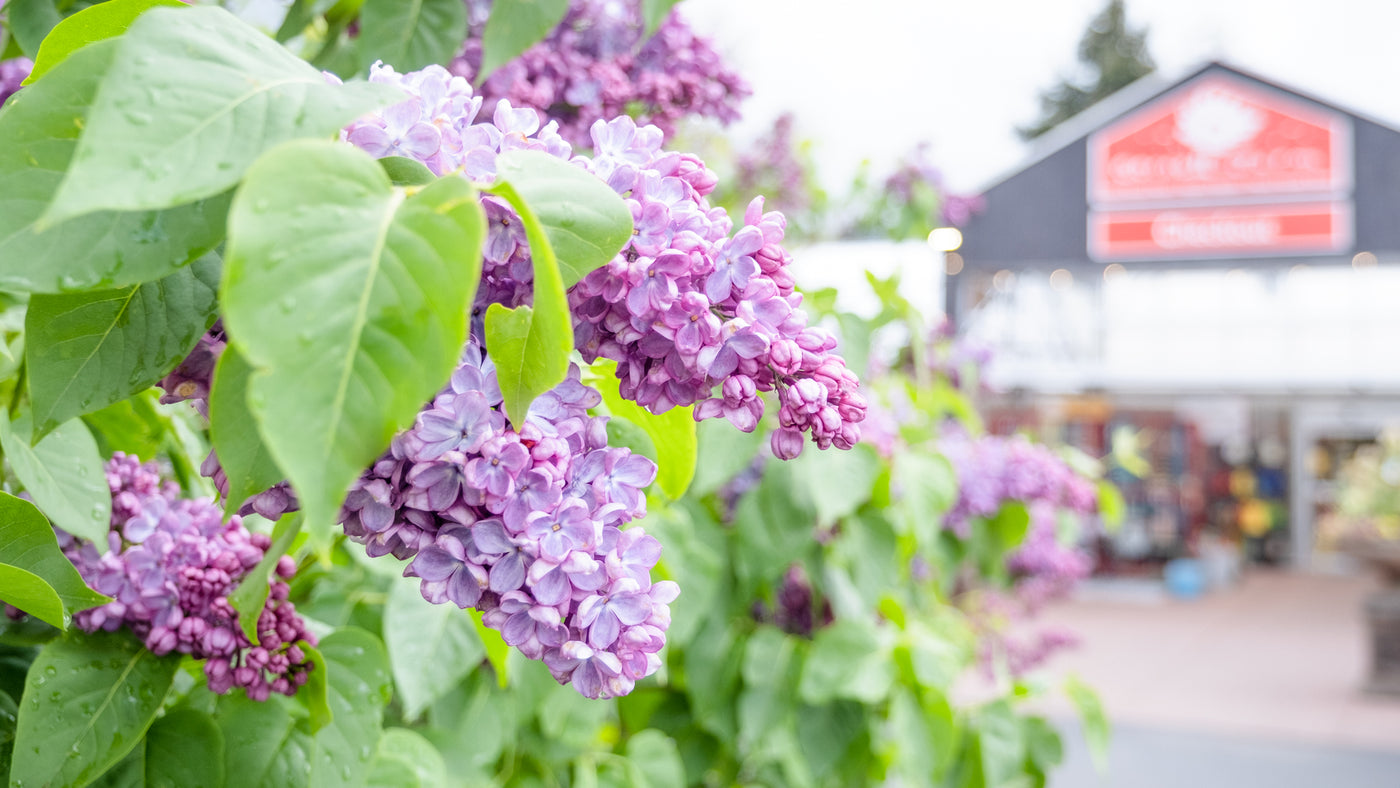 The Story of Mom's Lilac