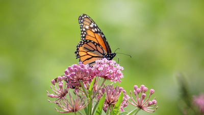 Supporting Monarch Butterflies
