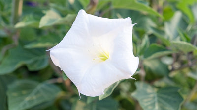 Creating a Moonlight Garden