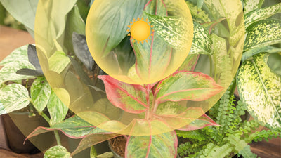The "Orbits" of Houseplant Lighting