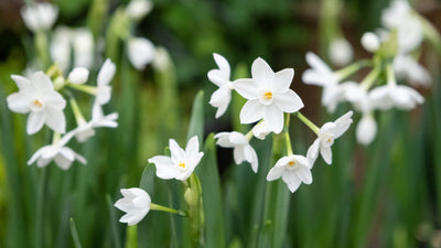 Indoor Bulbs for Holiday Blooms