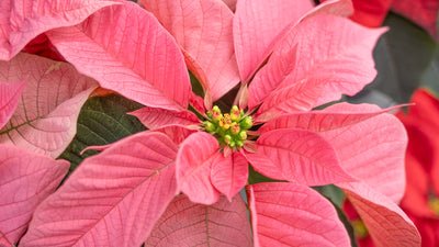 Poinsettia History & Care