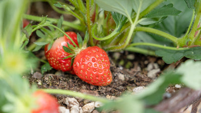 Growing Strawberries