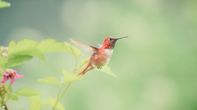 Creating a Native Hummingbird Garden