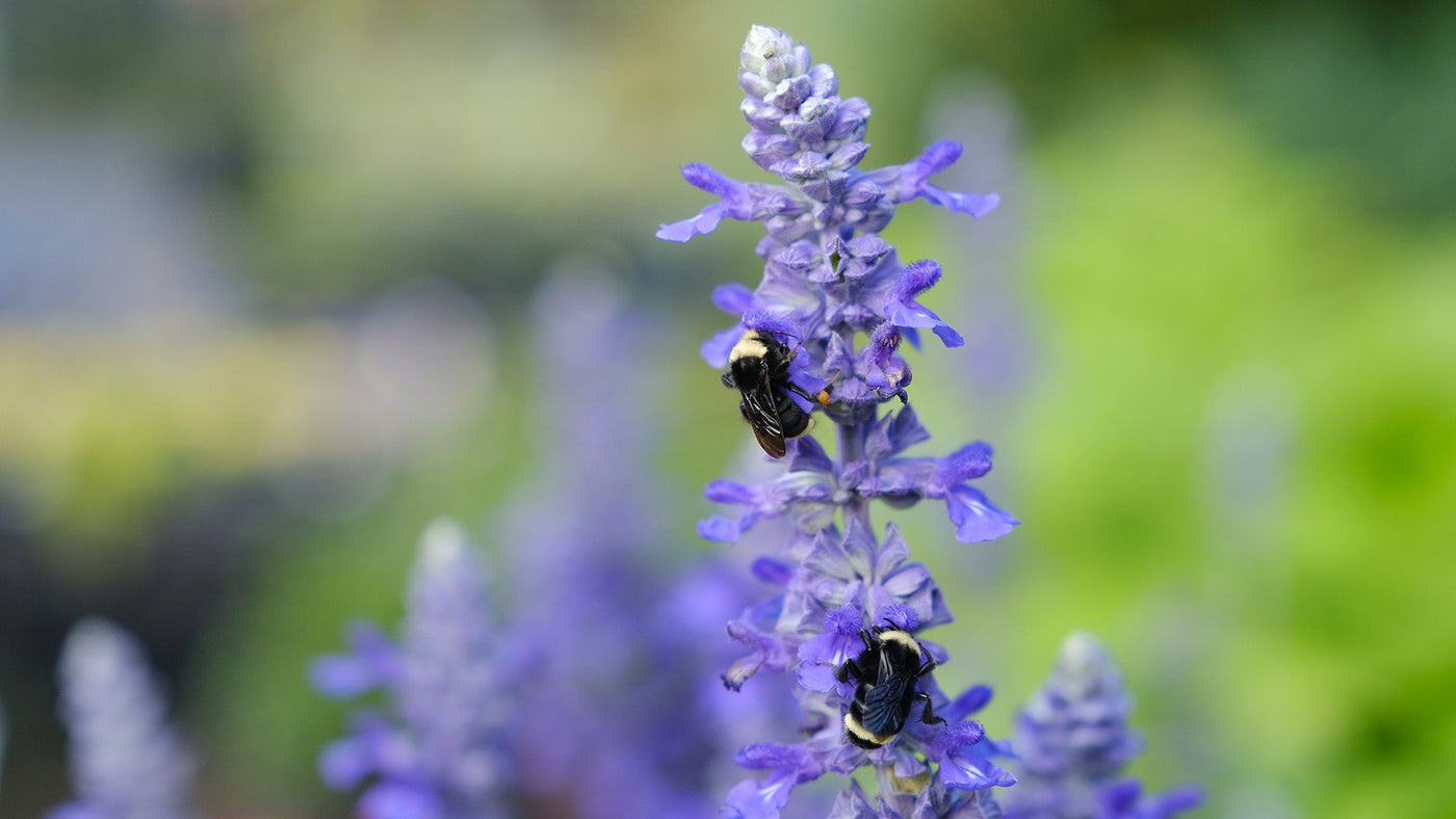 Josie’s Top 5 Pollinator Plants