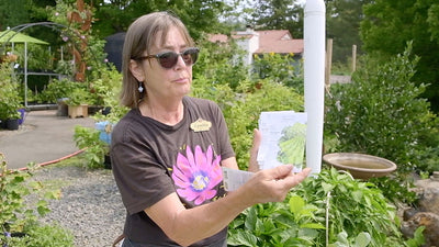 Planting Fall Veggies in August