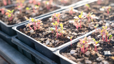 Starting Seeds: Best Practices