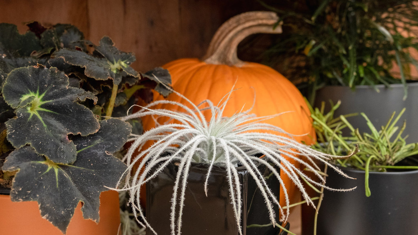 Six Spooky Houseplants