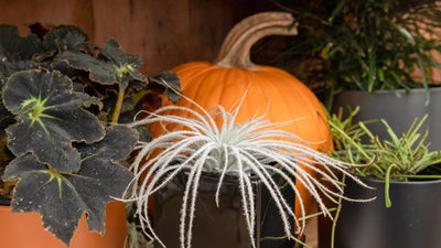 Six Spooky Houseplants