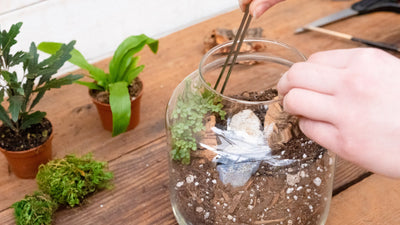 Creating a DIY Terrarium