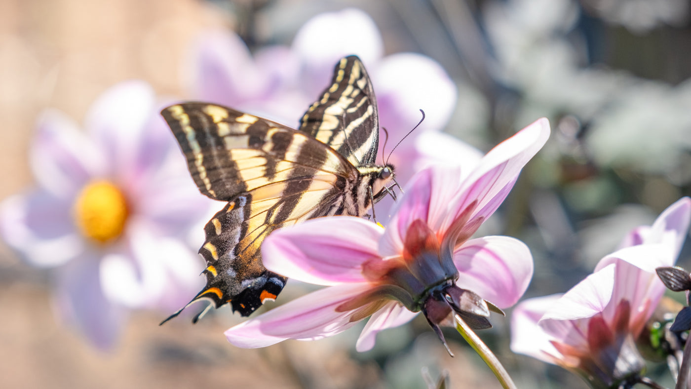 Gardening for Pollinator Diversity