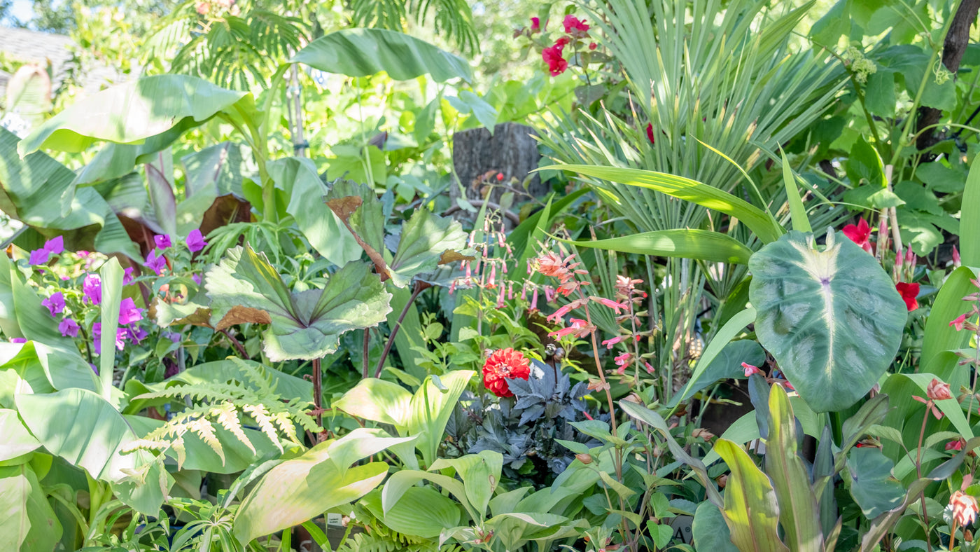 Creating a Tropical-Looking Garden