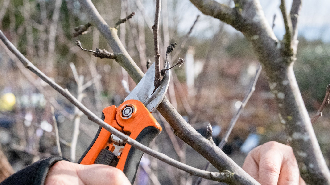 Pruning Fruit Trees – Cornell Farm