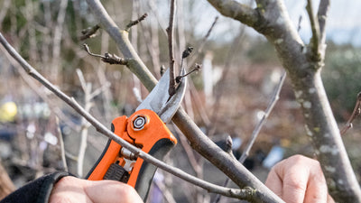 Pruning Fruit Trees