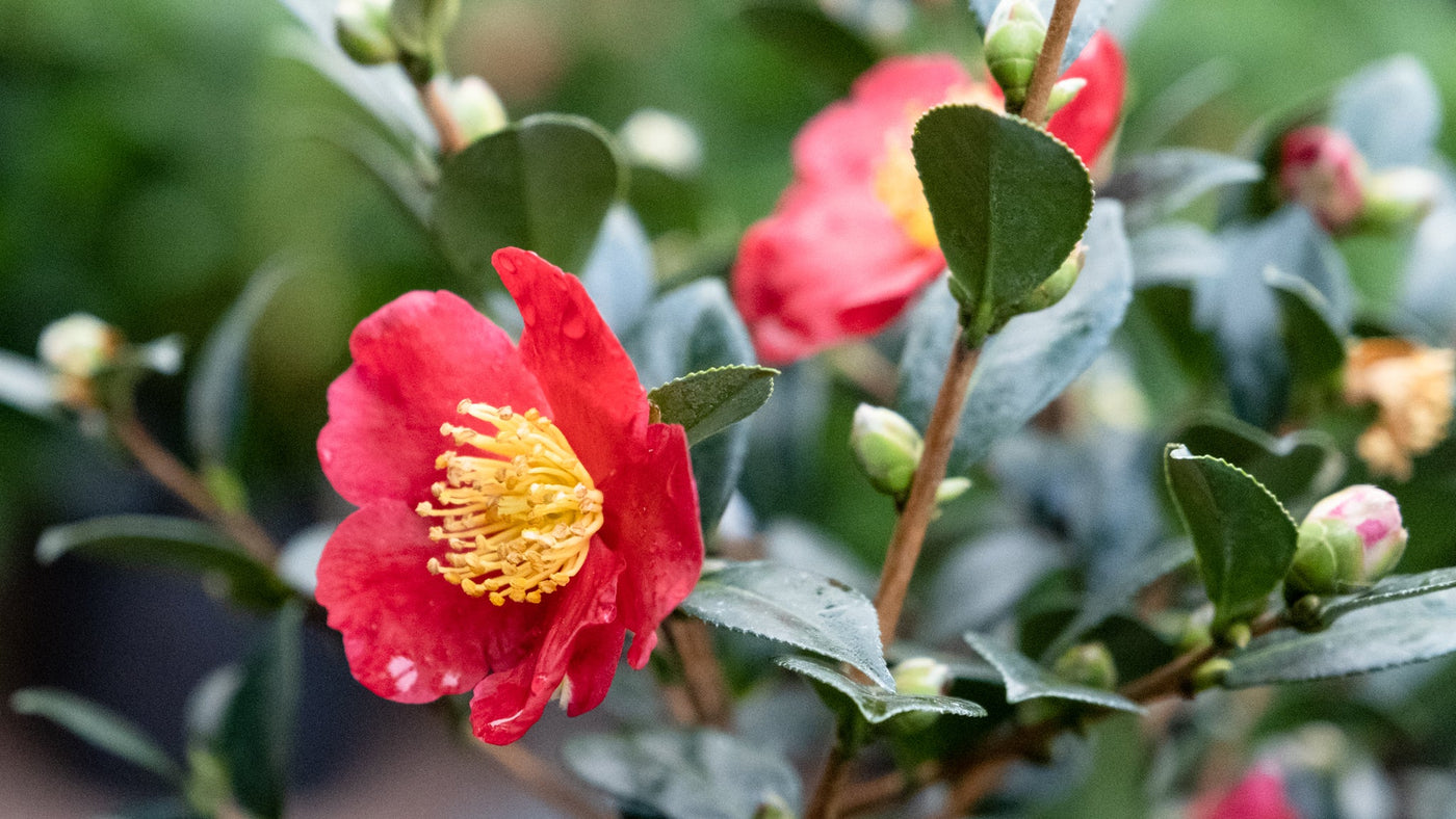 Camellia sasanqua 'Yuletide'