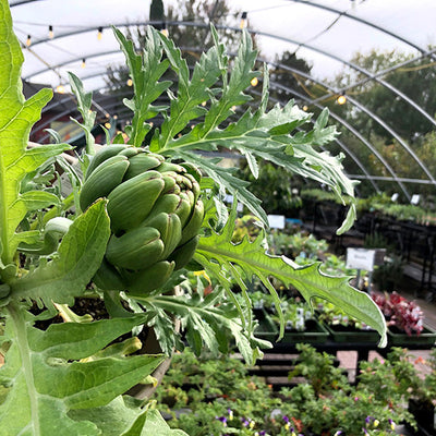 Perennial Vegetables