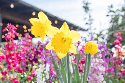 How to Plant Bulbs