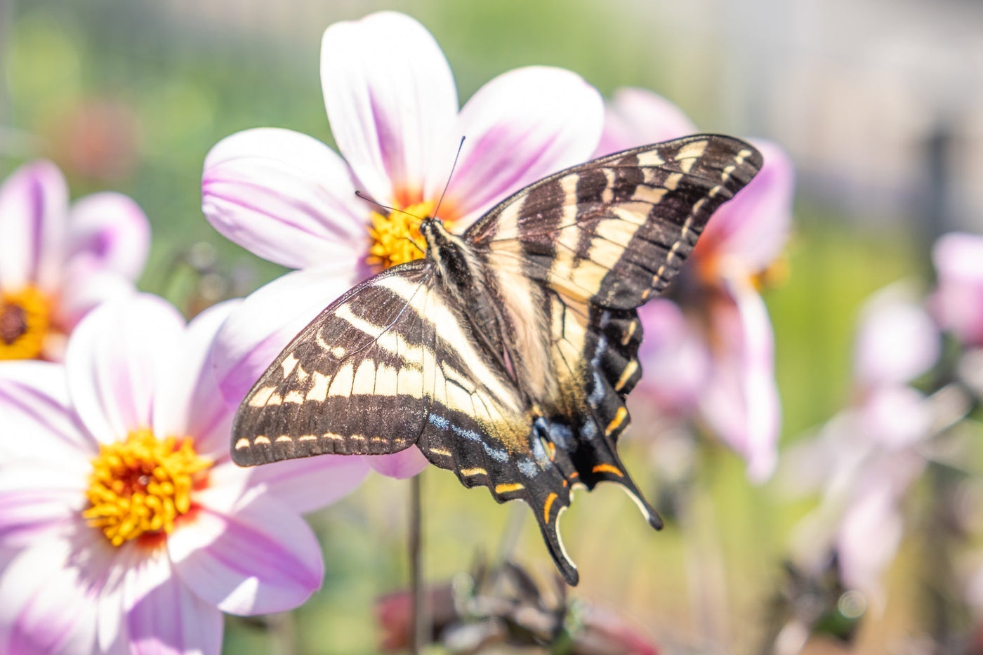 A Pacific Northwest Butterfly Garden
