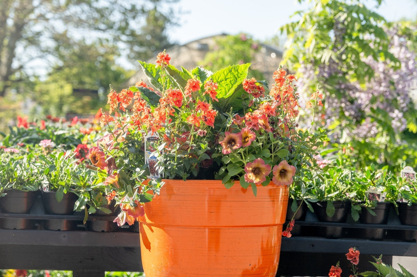 Container Planting 101