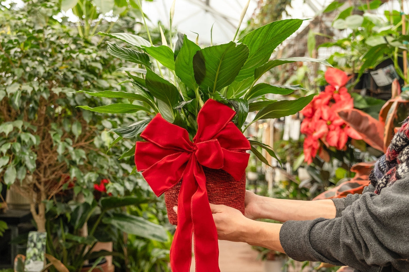 Give the Gift of Houseplants