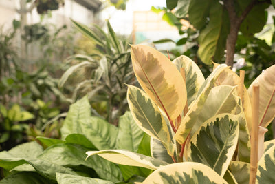Summer Houseplant Checklist