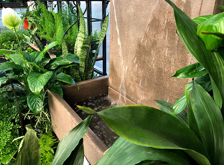 Houseplants 101: Humidity