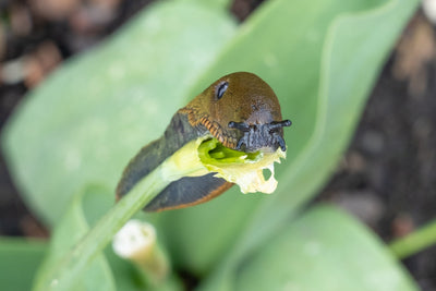 How to Deal with Garden Pests