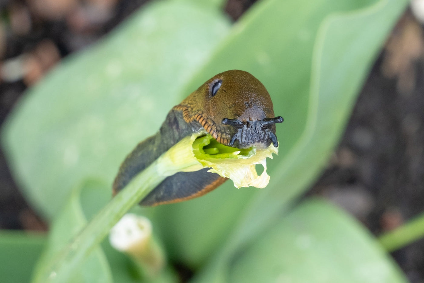 How to Deal with Garden Pests