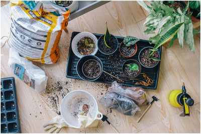 6 Expert Tips to Create a DIY Indoor Garden