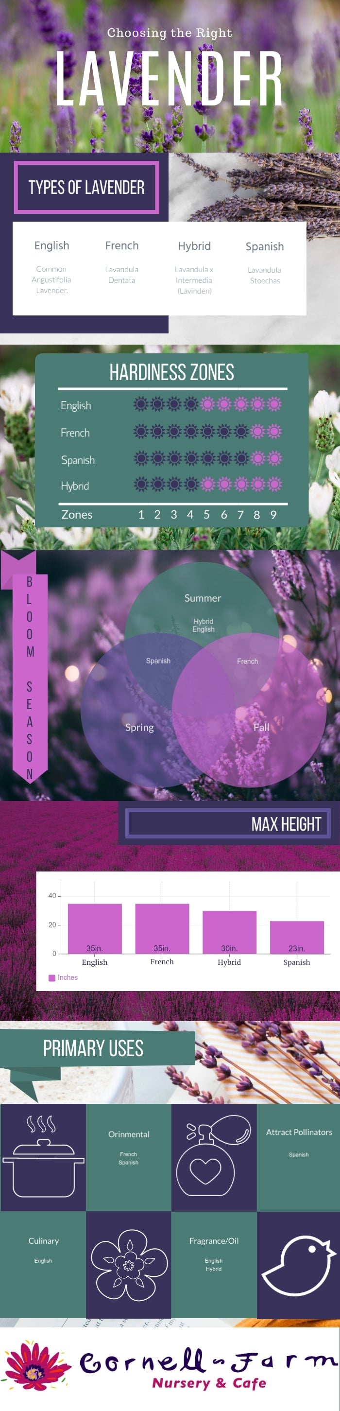 How to Choose Lavender