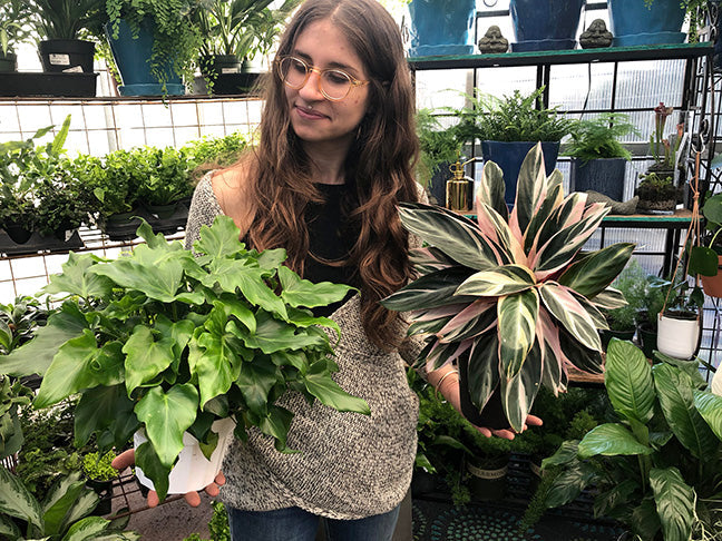 Houseplants 101: Selecting Plants