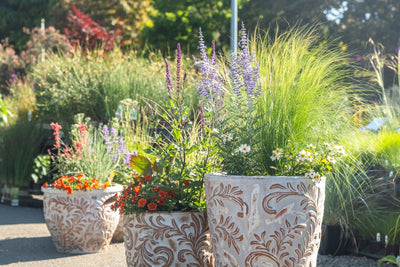 50+ of Our Favorite Container Plants